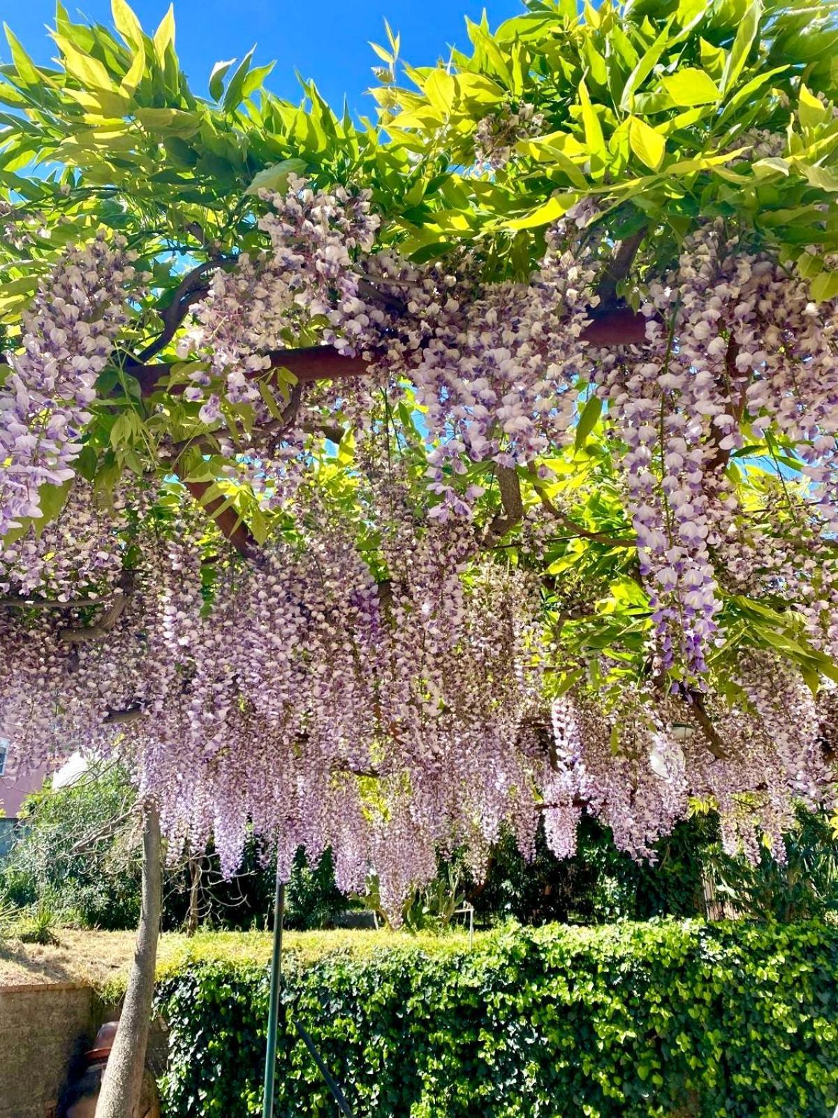 Villa Tana Pacenzia Cefalù Dış mekan fotoğraf